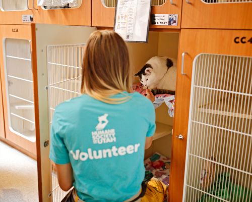 Volunteer assisting a cat