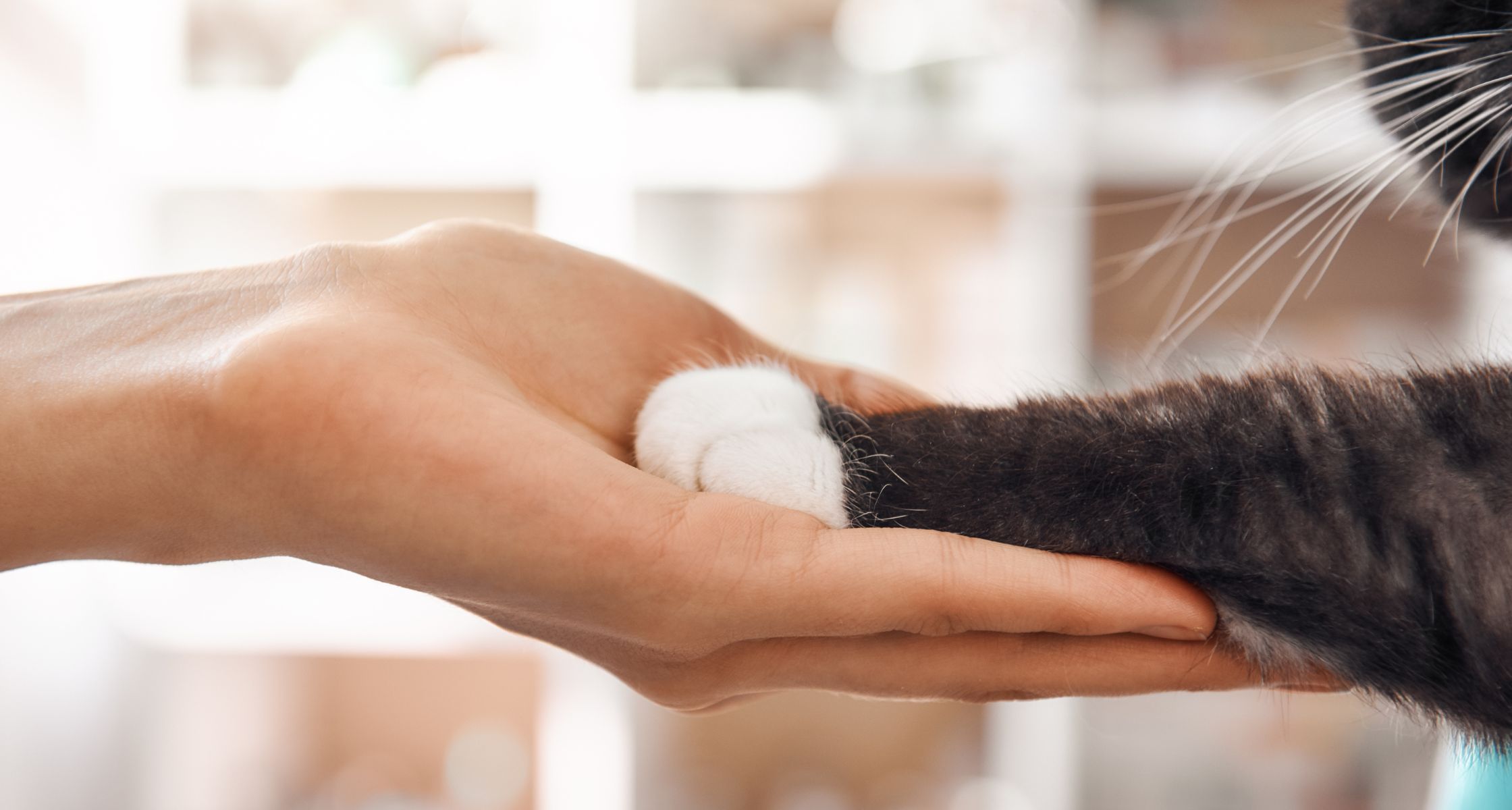 Human hand holding a cat paw