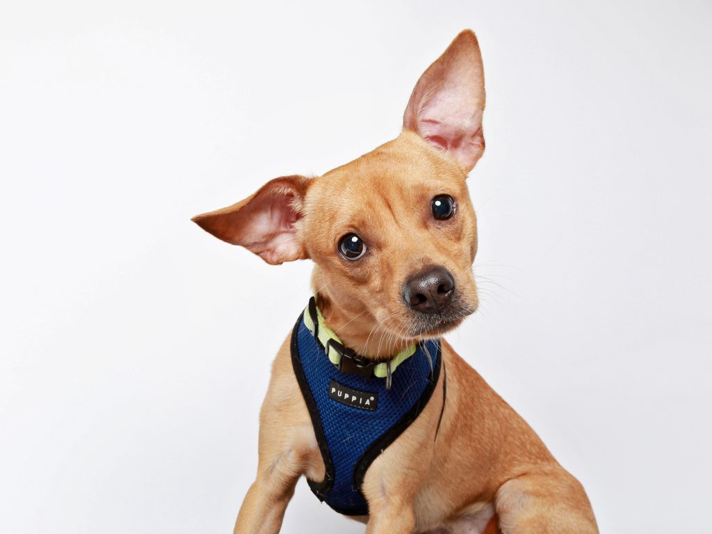 small brown mixed-breed short-hair dog tilts his head toward the camera. 