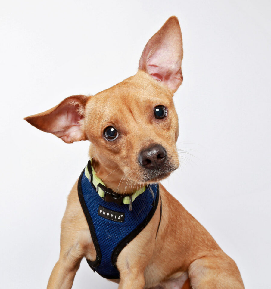 What Breed of Dog is That?