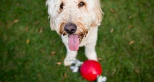 A Doodle dog stands in the grass over a red ball looking up at the camera.