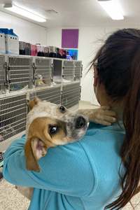 St. George Medical Director Dr. Katie Gray DVM hold small puppy with red eye patch and freckles over her shoulder. 