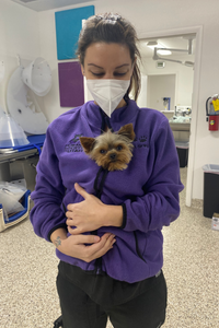 St. George Medical Director Dr. Katie Gray DVM hold small puppy with pointy ears in her fleece jacket. 