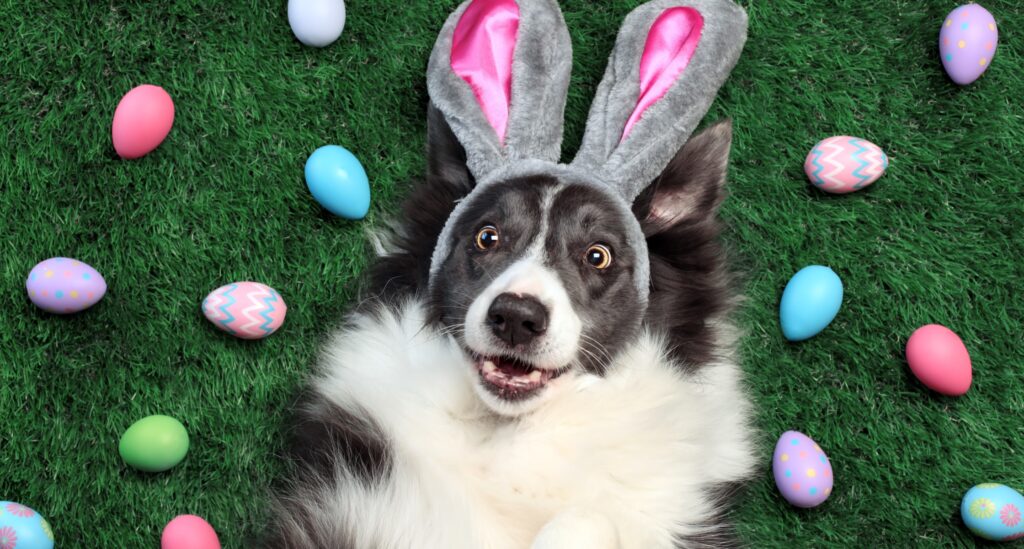 Black and white dog lays on grass wearing bunny ears and is surrounded by colorful eggs in the grass. 