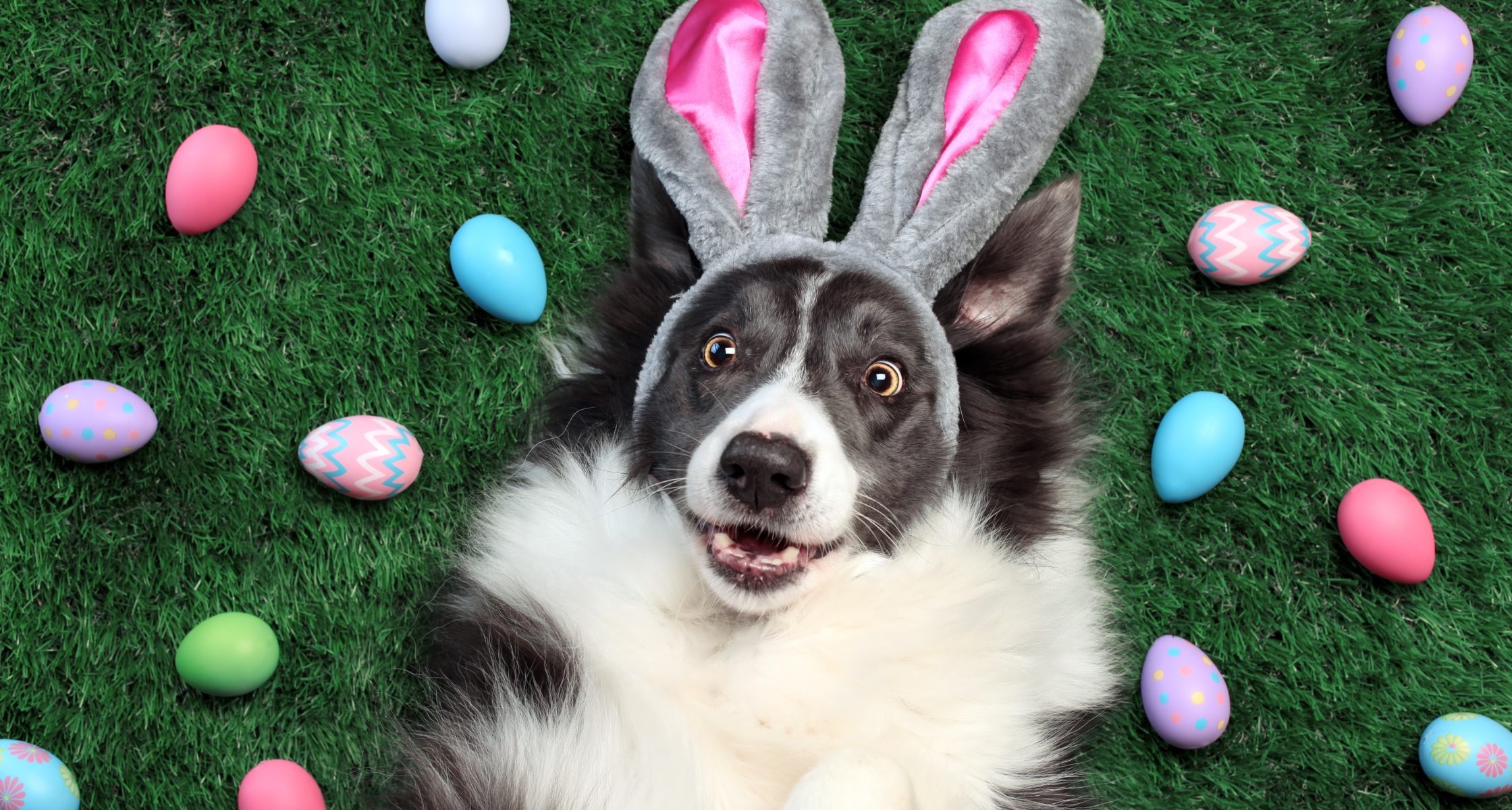 A “Hoppy” Holiday: Easter Pet Safety Tips