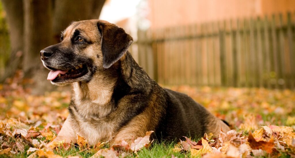 A large black and tan dog lays in the yard with fall leaves on the ground. 