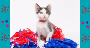 Kitten with fireworks decor