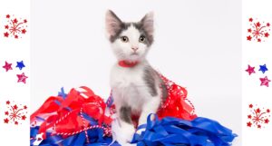 Kitten with fireworks decor