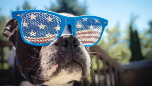 Black and white dog poses in sunglasses with American flag on the lenses, outside on a wooden deck.