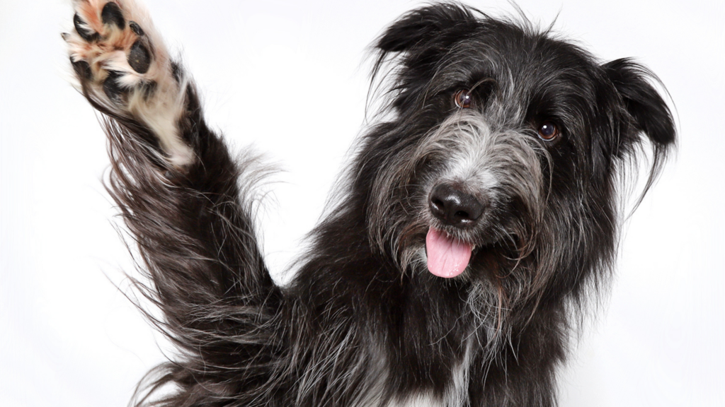 Scruffy smiling dog waves paw at camera during fall in love adoption special