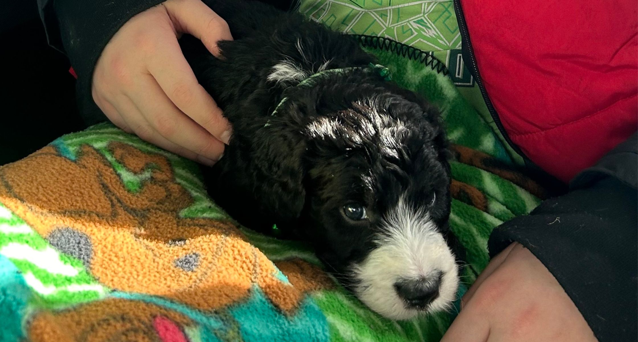 Bon Bon the black and white puppy on a car ride