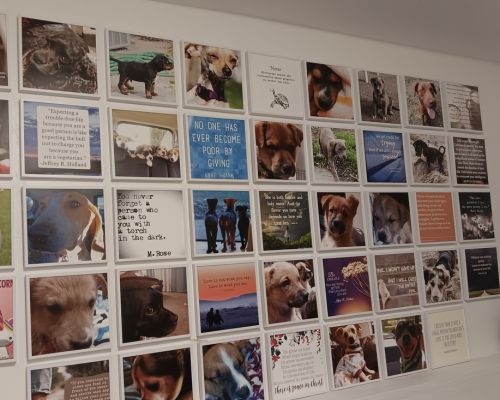 Photo wall of of foster animals