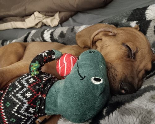 Tan puppy sleeping with toy