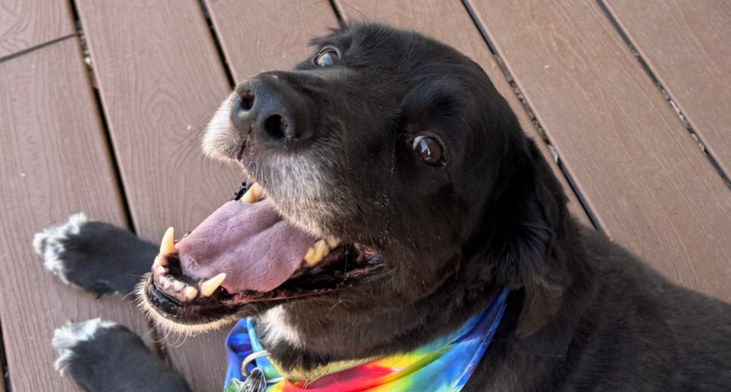 Foster a pet like Samwise and make a huge difference! Foster families save lives and help homeless pets through a variety of situations.