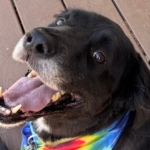 Temporary Family, Permanent Difference: Foster a Pet Today!