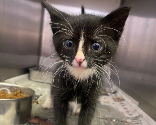 Fizz, a black and white kitten too young to be adopted, is an example of an emergency overnight foster pet.