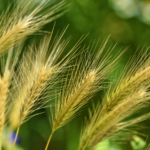 Foxtail grass with yellow seeds.
