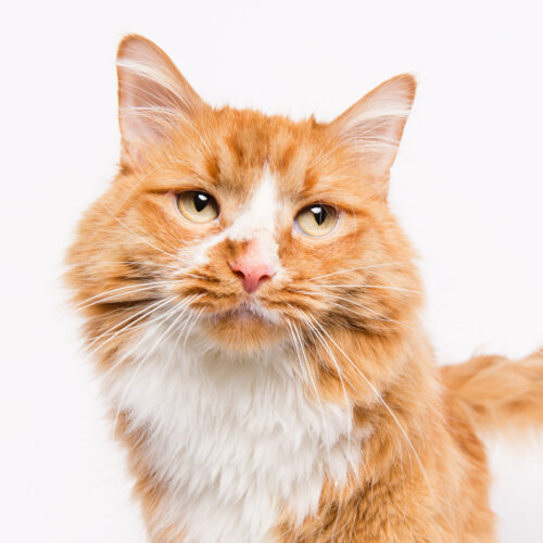 Ginger cat