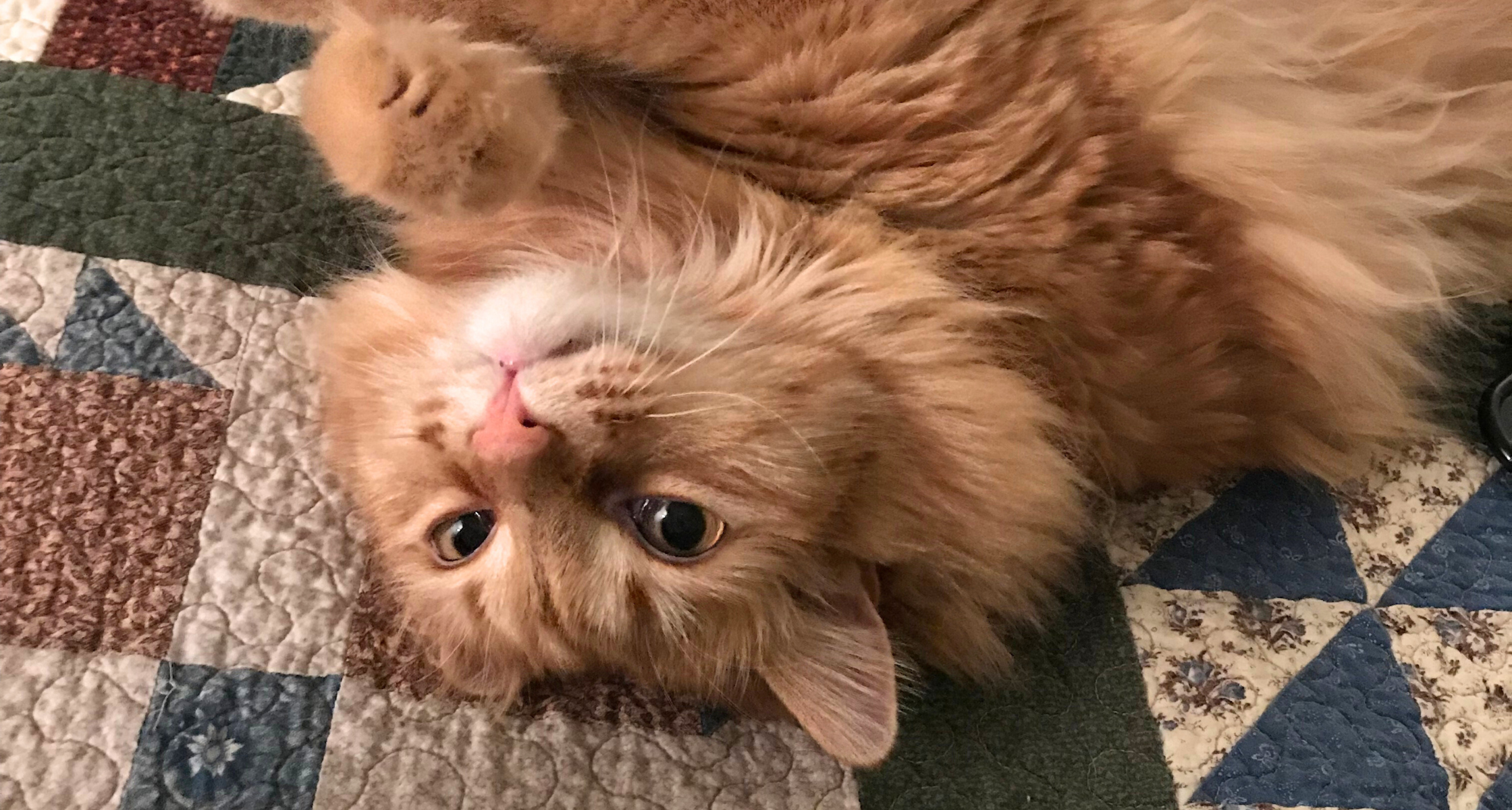 A Fluffy Orange Sidekick: Gunther’s Story