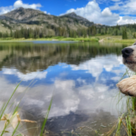 Australian shepherd dog hold paw up while sitting next to alpine lake in Utah.