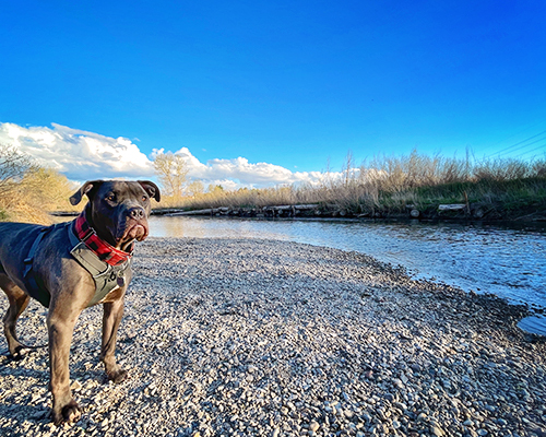 Large blue dog stands by river edge near Harmful algae blooms and dogs in Utah.