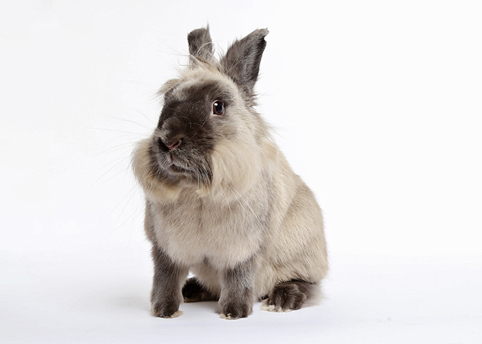 Murray, a silver long-haired bunny rabbit - education critter