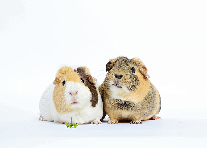 stevie and nicks, adorable pair of guinea pigs 