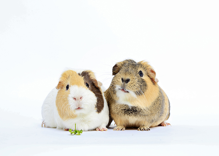 stevie and nicks, adorable pair of guinea pigs