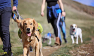 hiking hounds