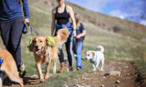 hiking hounds 2