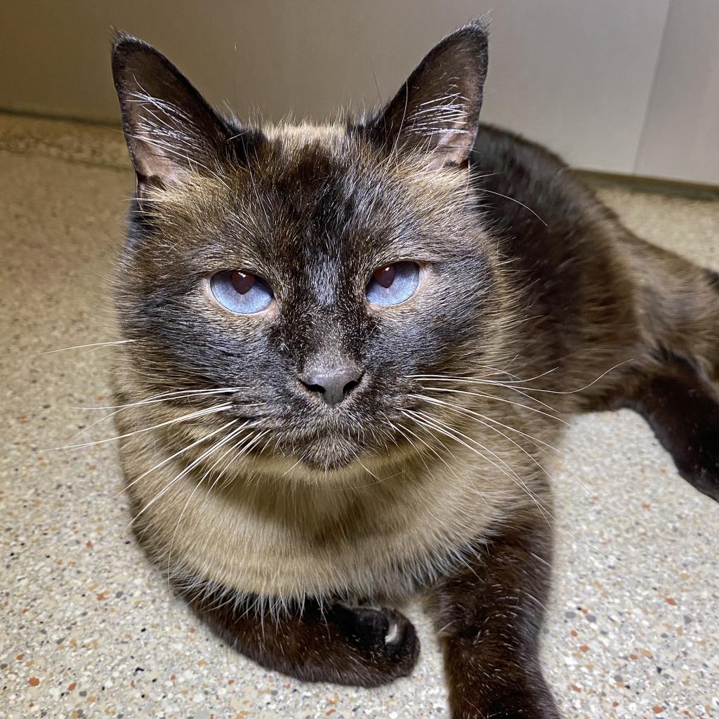 Blue eyed shelter cat lays on tile floor.