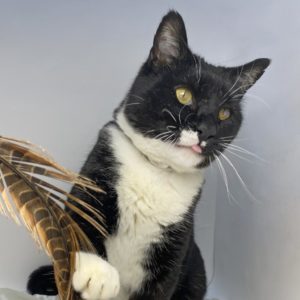 Black and white shelter cat plays with brown feather toy.
