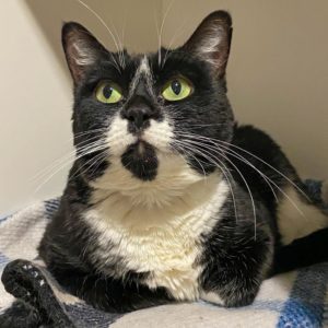 Black and white cat looks up with big green eyes.