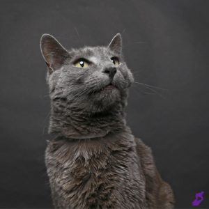 Grey shelter cat looking up against black backdrop.