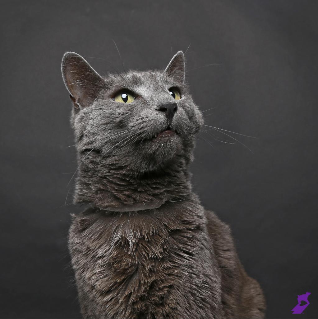 Grey shelter cat looking up against black backdrop. 