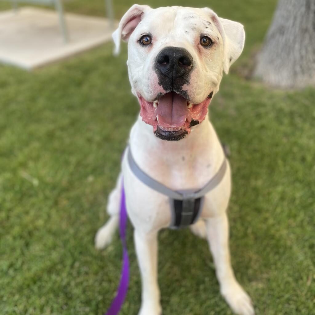 Gary a large white dog with a black nose and scars on his face sits in the grass looking up at the camera smiling. 