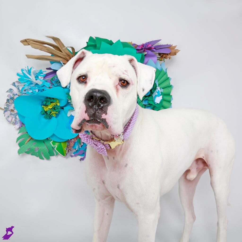 Gary a large white dog with a black nose and scars on his face wearing a purple and white bowtie collar, stands against a grey backdrop with colorful paper flowers. 