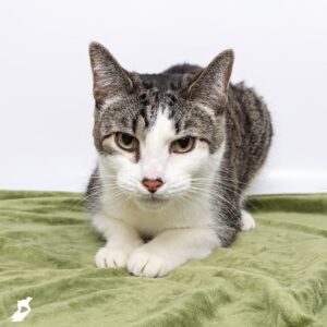 A small white and tabby cat sits on a green blanket.