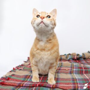 An orange tabby sits on a plaid blanket looking up.