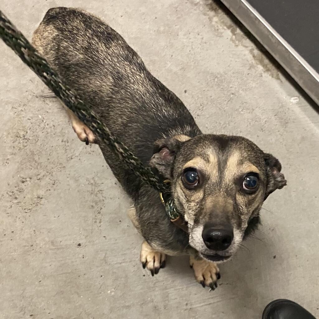 A small black and tan dog stands on floor looking up at the camera.