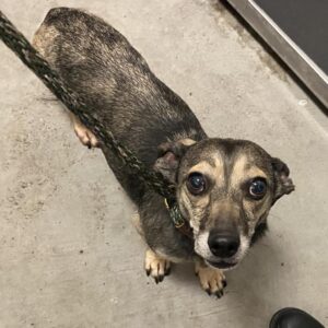 A small black and tan dog stands on floor looking up at the camera.