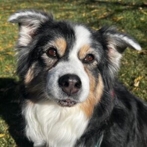 A white, black, and tan dog with floppy ears and long fur sits in the grass.