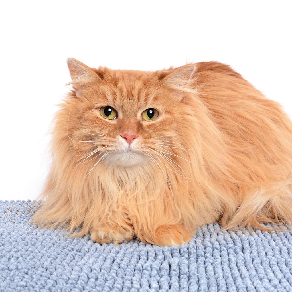 Long haired orange shelter cat lays on blue mat in studio with white backdrop. 