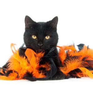 A black cat sits with orange and black Halloween decor.