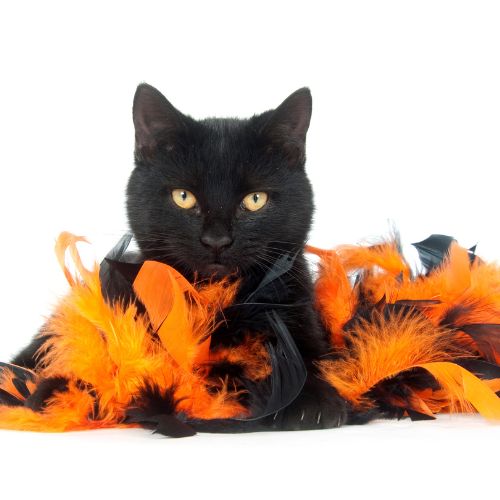 A black cat sits with orange and black Halloween decor. 