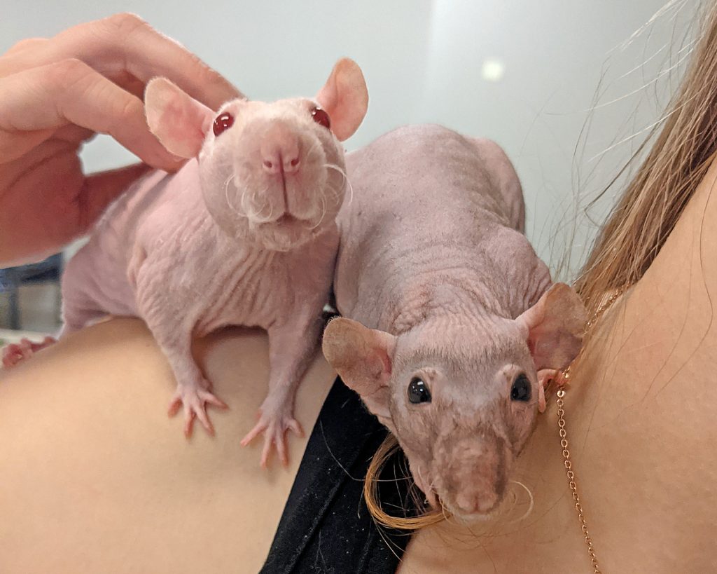 A pair of cute hairless rats - education critters