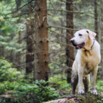 Heartworm Prevention: What You Need to Know