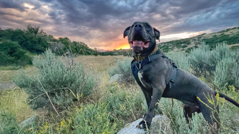Blue bully breed type dog stands on rock with front paws with mountain bushes, grasses, and cloud pink orange sunset behind him.