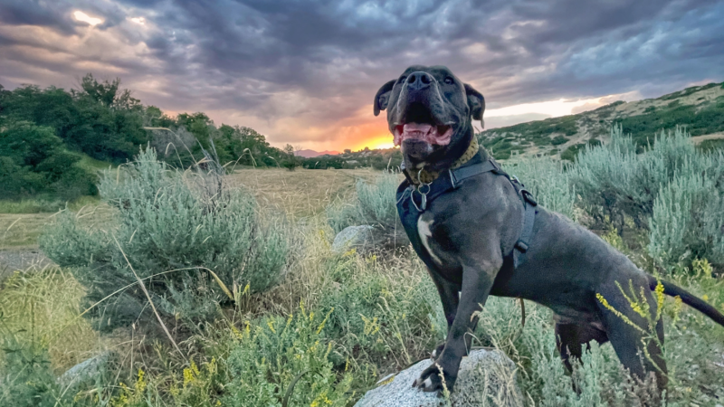 Ready to hike with your dog? Get to know FELT!