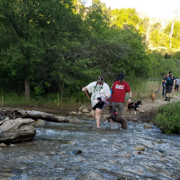 Group of hikers with a red colored dog in Hiking Hounds dog training class walk across a stream with green forest behind them. 